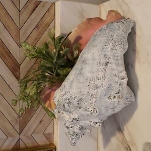 Vintage CONCH Shell